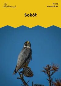 Sokół